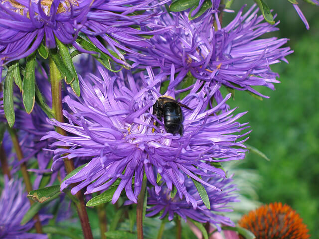 Queens Botanical Garden