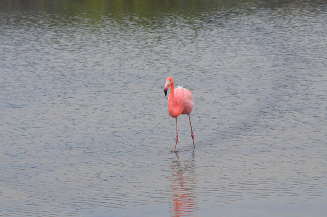 Flamingo, Galápagos