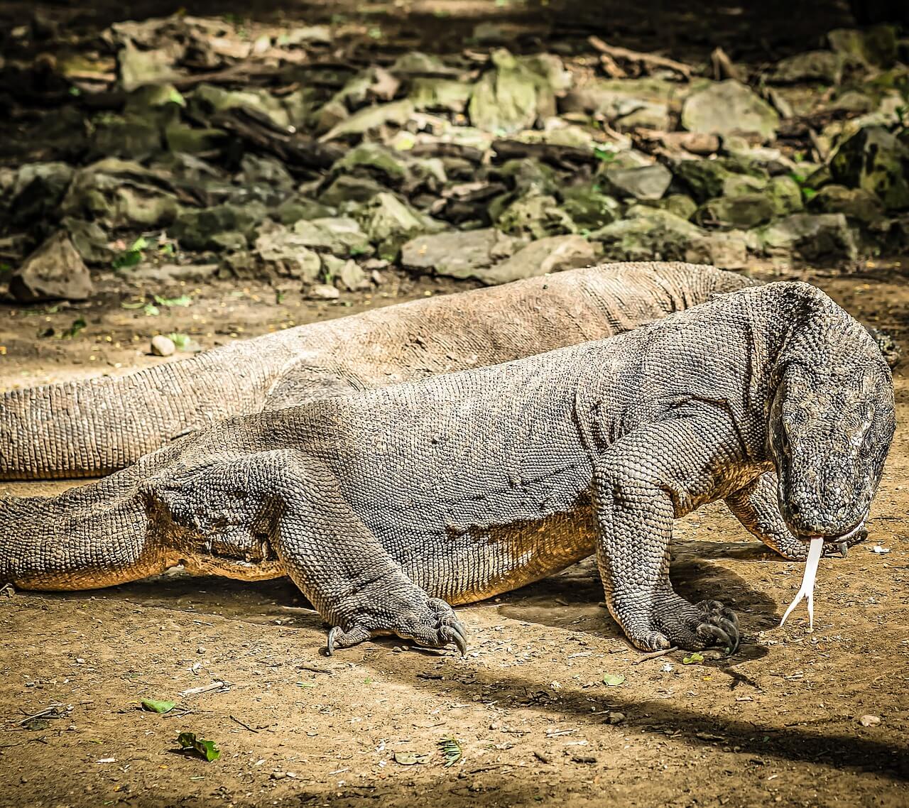 Komodo national park