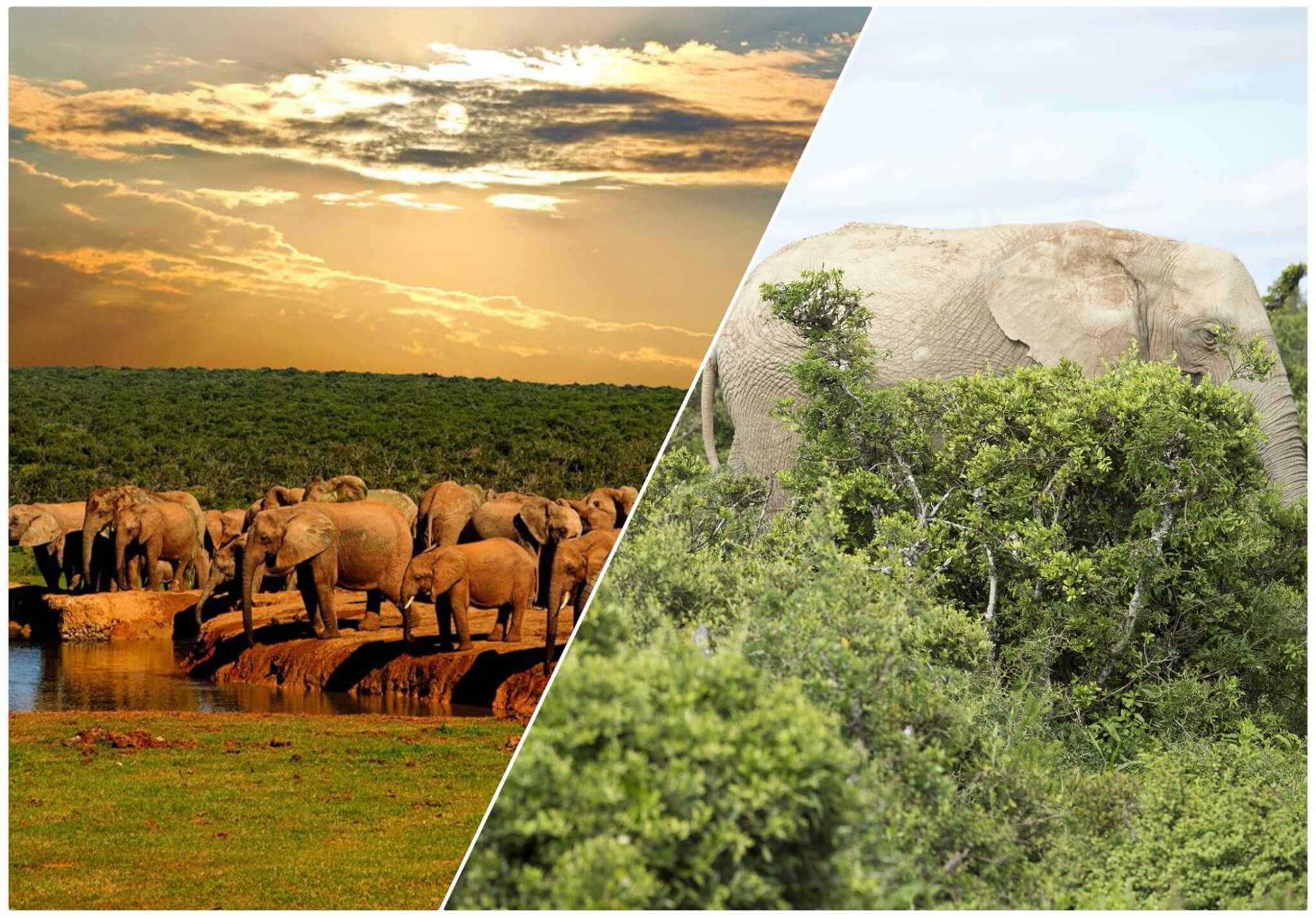 Addo Elephant Park, South Africa