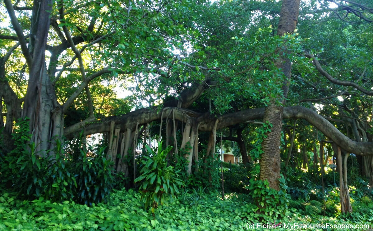 Brisbane Botanic Garden (c) MyFavouriteEscapes