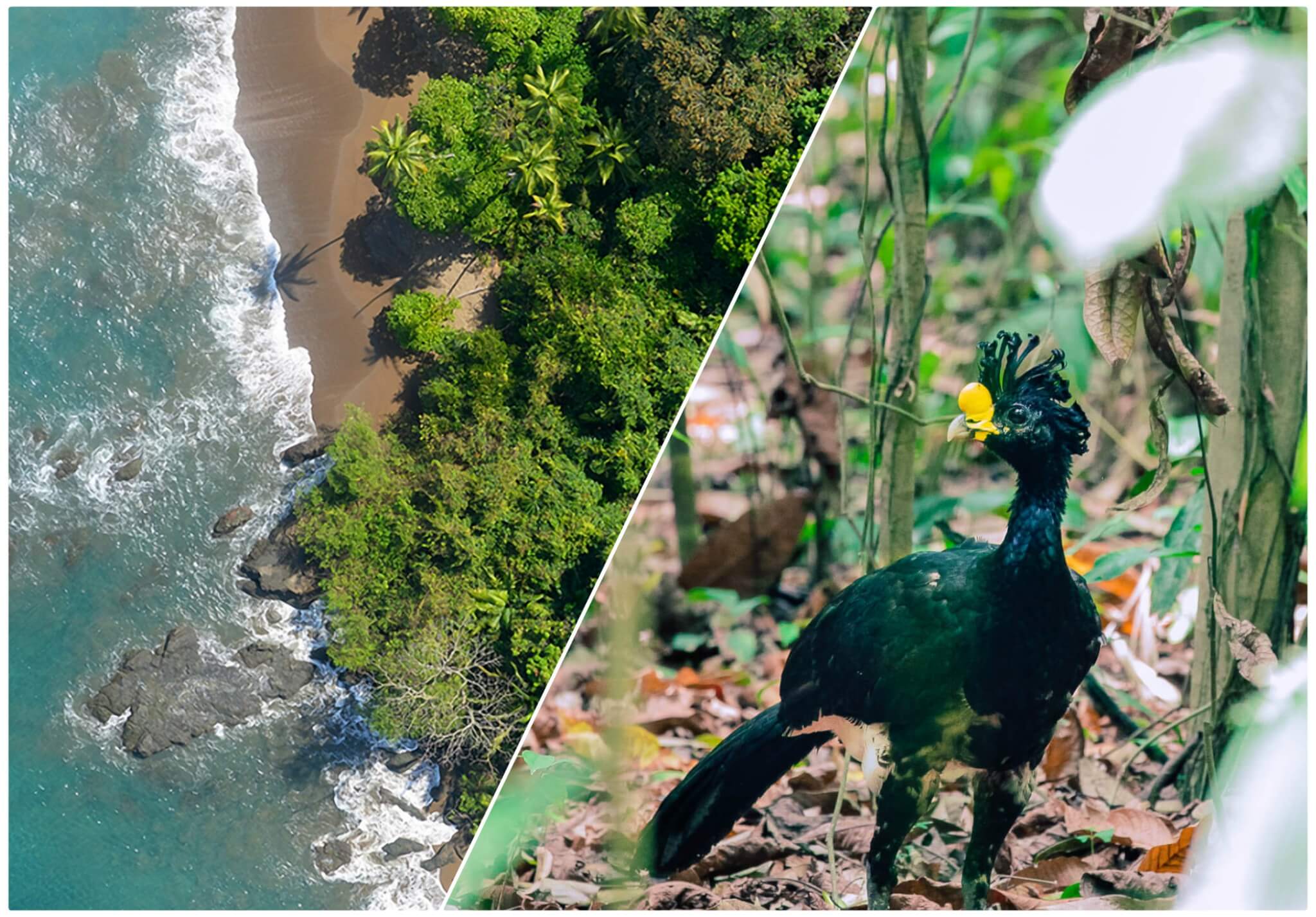Corcovado National Park, Costa Rica