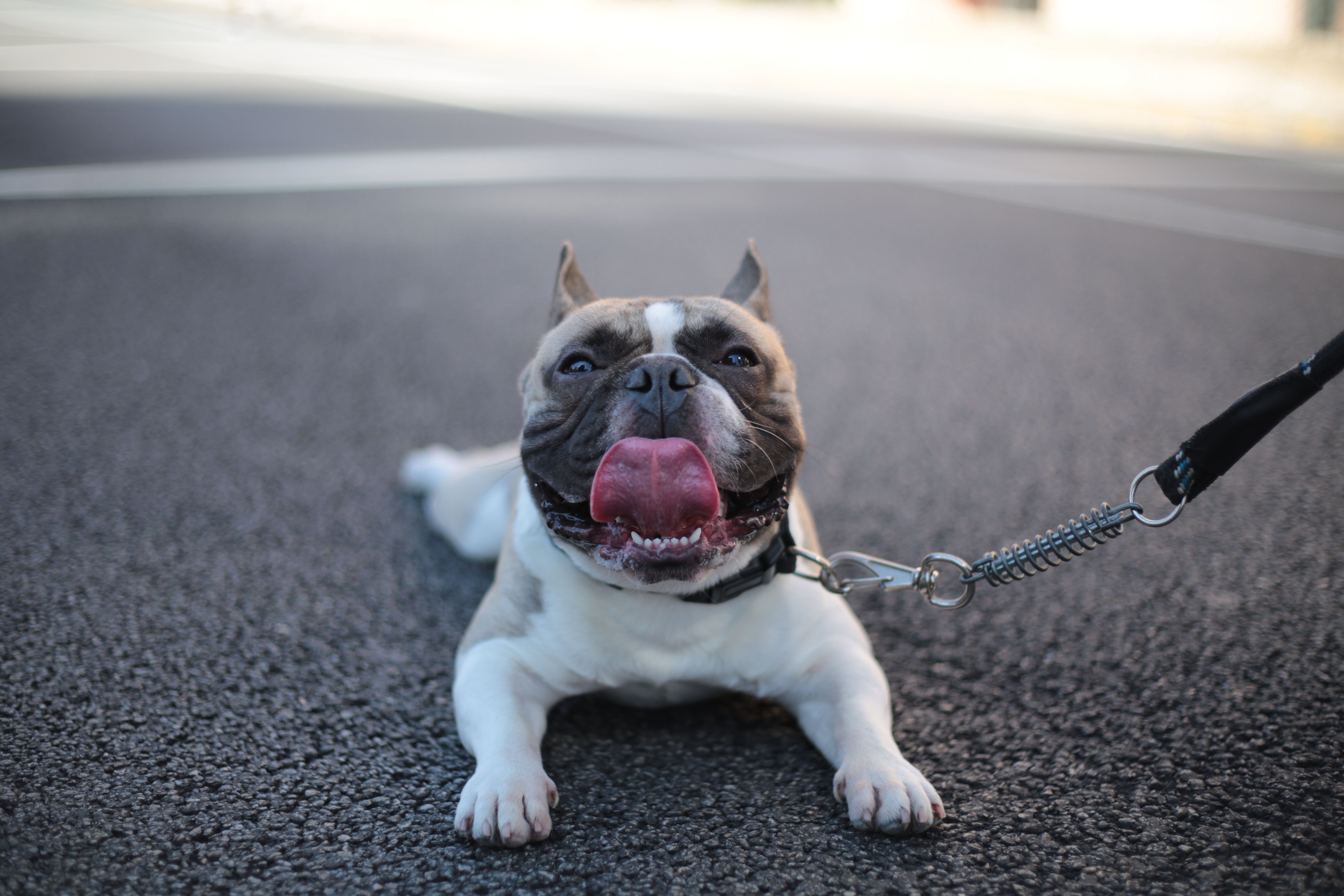 travel with dogs