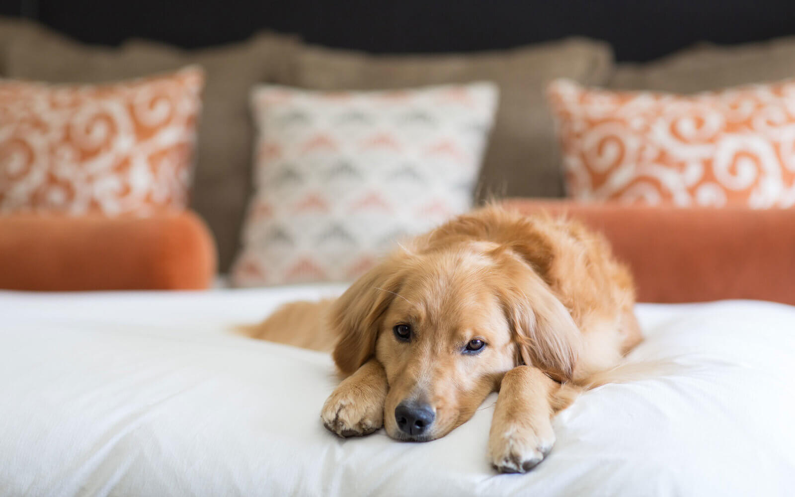 Pet friendly hotels in Europe