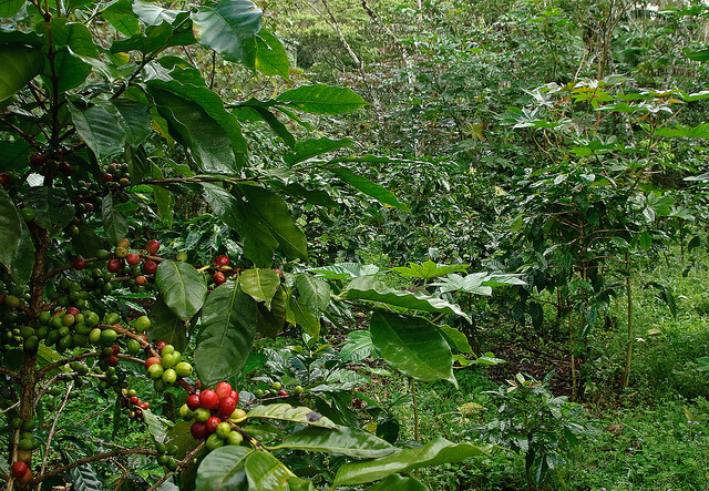 shade grown coffee, Selva Negra, near Matagalpa, Nicaragua