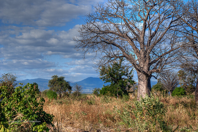 Baobab Trees and Lk Malawi