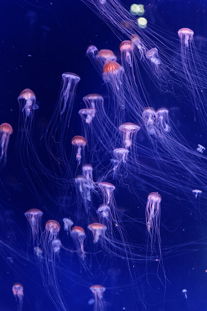 Aquarium de Pari