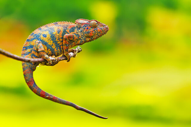 Cameleon colors