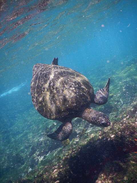 Green Sea Turtle, Gal&aacute;pagos