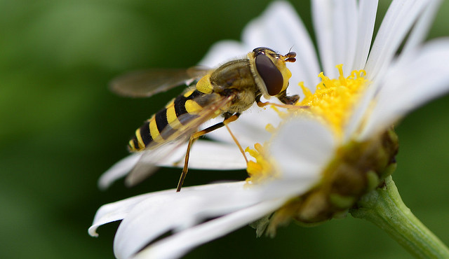 Macro shot taken at Edinburgh Botanic Gardens