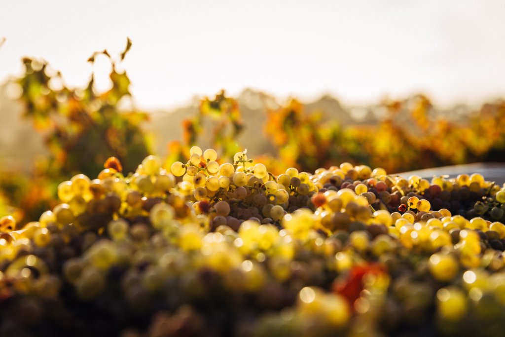 Leonardo Vineyards Milan tickets