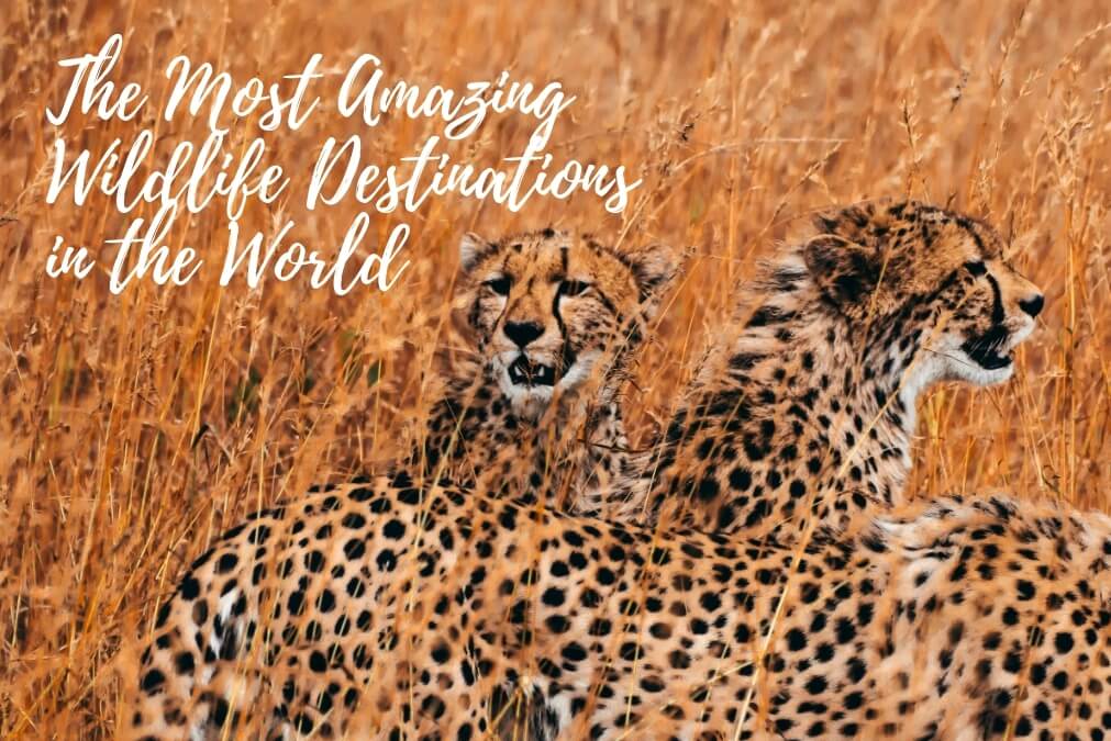 Amazing Wildlife destinations