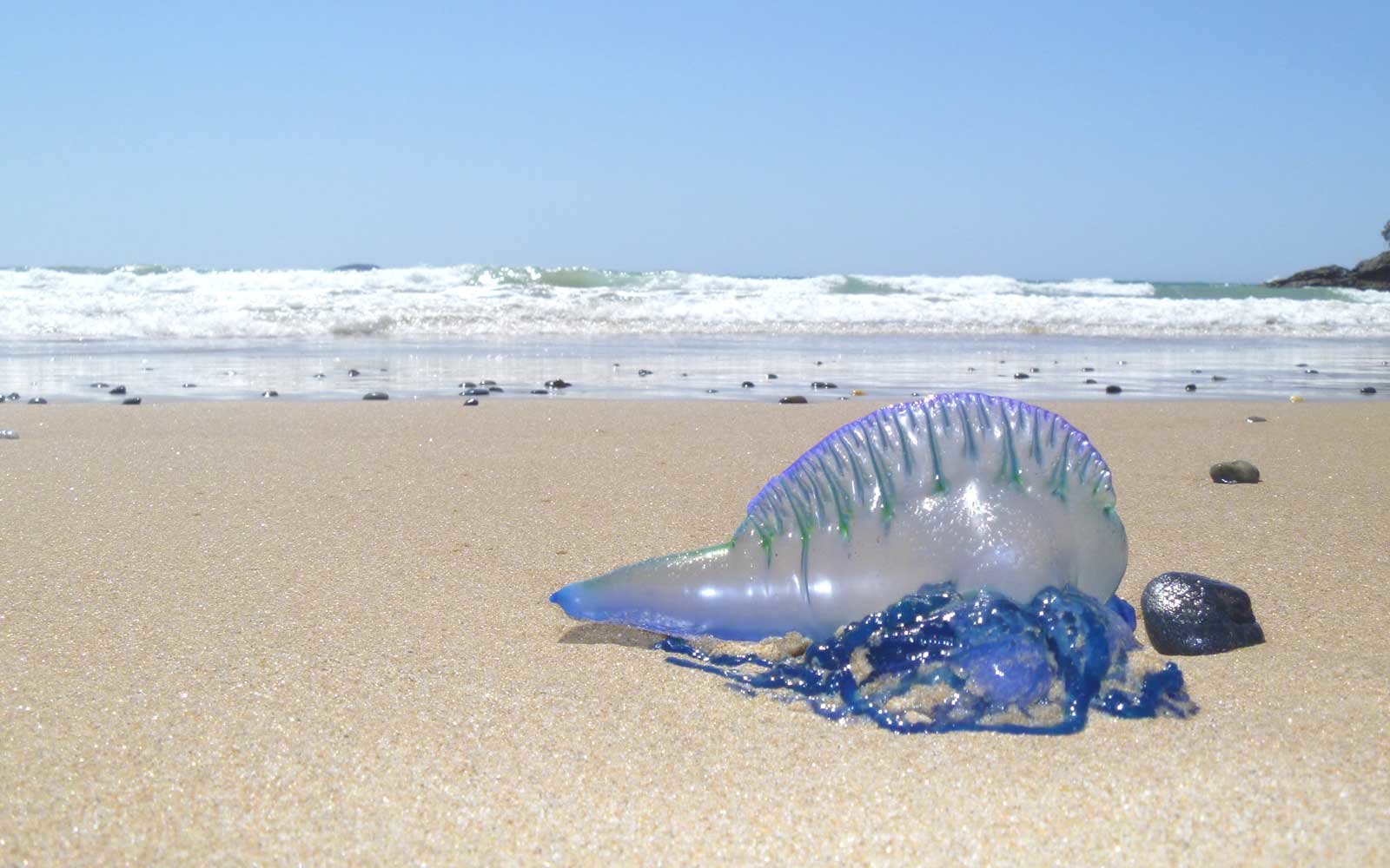 Over 3,500 People Were Stung in a Jellyfish 'Invasion' Over the Weekend (Video)