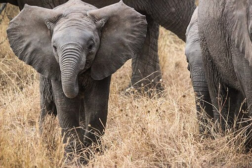 4. Serengeti National Park, Tanzania